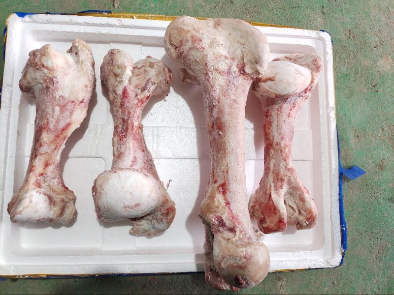 国产牛棒骨批发山东德州市国产牛棒骨价格_肉交所