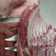 肋排叉骨棒骨后肘
