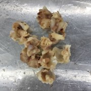 鸡膝关节软骨