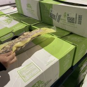 532牛肋骨排