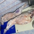 黑头绵羊酮体