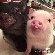 肥猪脊背皮