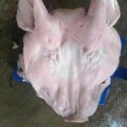 猪副产品