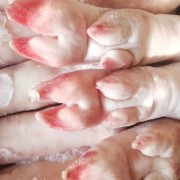 万福AAA蹄