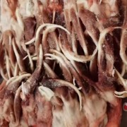 二级鸭舌