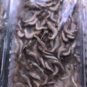 国产小河虾