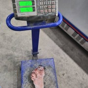 西班牙4425猪