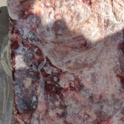 猪瘦肉