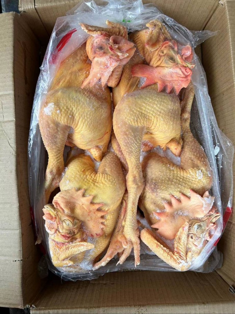 大冠公鸡批发山东聊城市大冠公鸡价格_肉交所