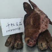 带舌牛头