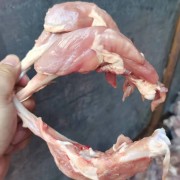 连体腿骨