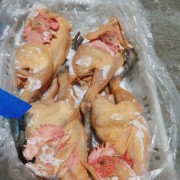 青脚麻鸡公