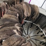 羊毛肚