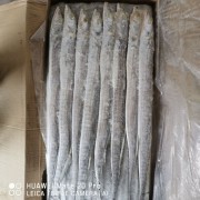 印度带鱼