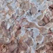 鸡腺胃