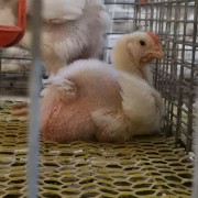 白条鸡