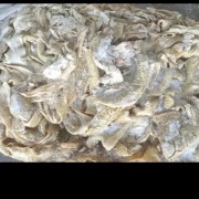 牛肠7成熟