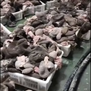 熟羊肚