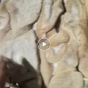 牛肚
