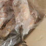 麻母鸡
