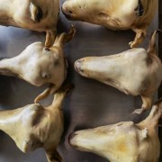 烫毛羊 羊头
