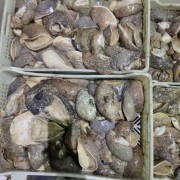毛塔白螺