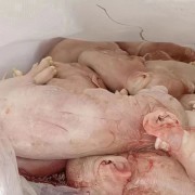 胎猪