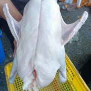鹅黑棕鹅