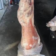 74厂羔羊酮体