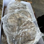 比利时408鲜百
