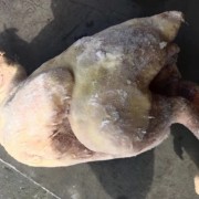 大日期白条蛋鸡