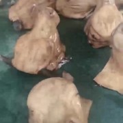牛头