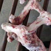 光骨，腿骨