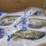 银妃時鱼