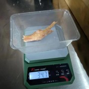 白俄 03020