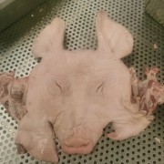 生扒猪脸肉