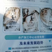 开背鲤鱼