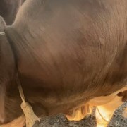 肉牛