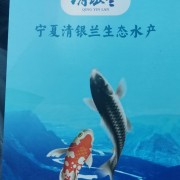 鱼头，开背鲤