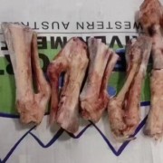 369大羊拐筋