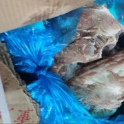 大日期骨类