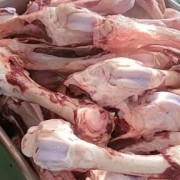母猪前后腿骨