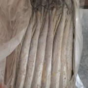 带鱼