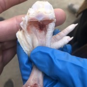 脱骨鸡爪