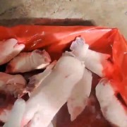 母猪一级蹄