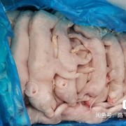 小胎猪，鲜品冻品