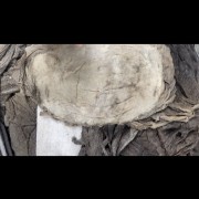 盐百叶