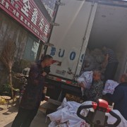 无耳舌猪头