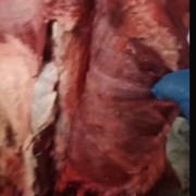 牛肉四分体