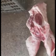 肥猪毛头